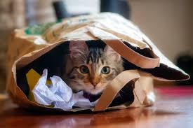 Cat-Friendly Space Guide