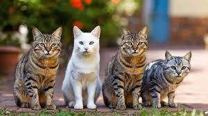 Cats by Breed