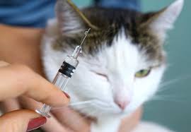 Common Question: How Many Vaccines Does a Cat Need?