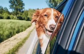 Complete Guide to Dog Travel