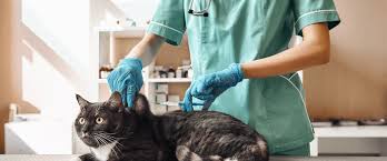 Core Vaccinations Every Cat Needs