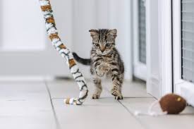 Daily Play and Exercise Keeping Cats Active