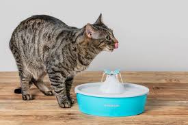 Daily Routine for a Healthy Cat – Complete Care Guide