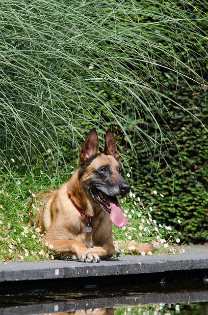 Dog Cooling Tips Hot Weather