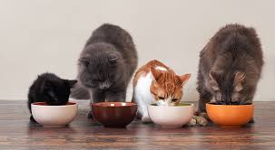 Feeding Schedules by Age and Breed: A Complete Guide for Pet Owners