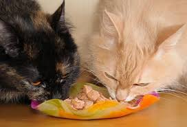 Foods Cats Should Never Eat