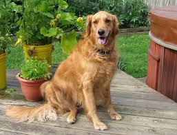 Golden Retriever