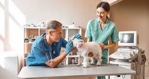 Health Monitoring and Vet Checkups