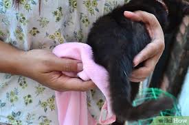 Keep the Kitten Clean