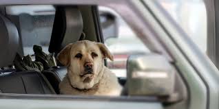 Never Leave Your Dog in a Parked Car