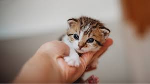 Newborn Kitten Care Guide
