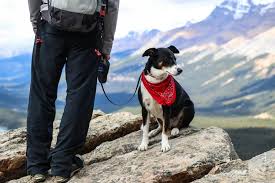 Outdoor Adventures with Your Dog