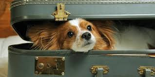 Packing Essentials for Your Dog