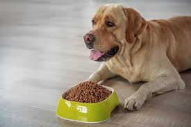 The Healthiest Dry Dog Food Options