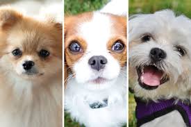 Top 10 Cutest Dog Breeds Loved Worldwide in 2025