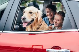 Traveling by Car with Your Dog