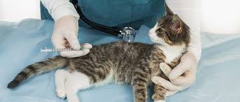 Vaccinations Every Cat Needs A Complete Veterinary Guide
