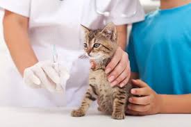 Veterinary Support for Cat Vaccinations