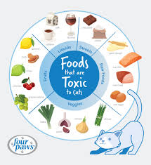 What to Do If Your Cat Eats a Toxic Food