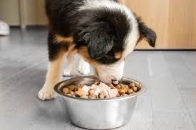 What is the Best Food to Feed a Small Puppy?