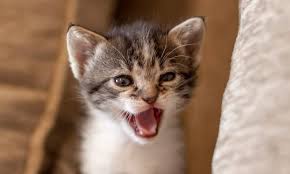Excessive Meowing or Crying