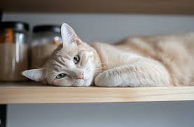 How to Prevent or Fix Cat Boredom