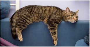 How to Tell If Cat’s Bored