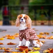 Luxury Designer Dog Fashion