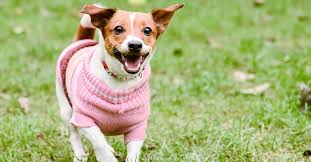 Sustainable and Eco-Friendly Dog Clothing