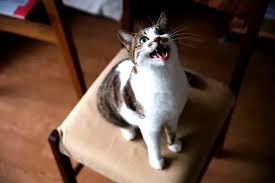 Why Cats Meow Too Much