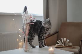 Why Mental Stimulation Matters for Cats